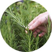 Как с помощью трав привлечь удачу и усилить свою красоту?