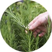 Как с помощью трав привлечь удачу и усилить свою красоту?